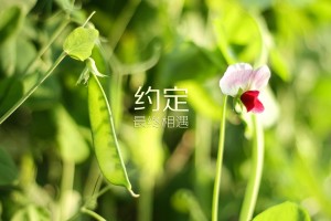 2026年NBA最佳防守球员候选：文班亚马是大热，2020nba最佳防守阵容公布